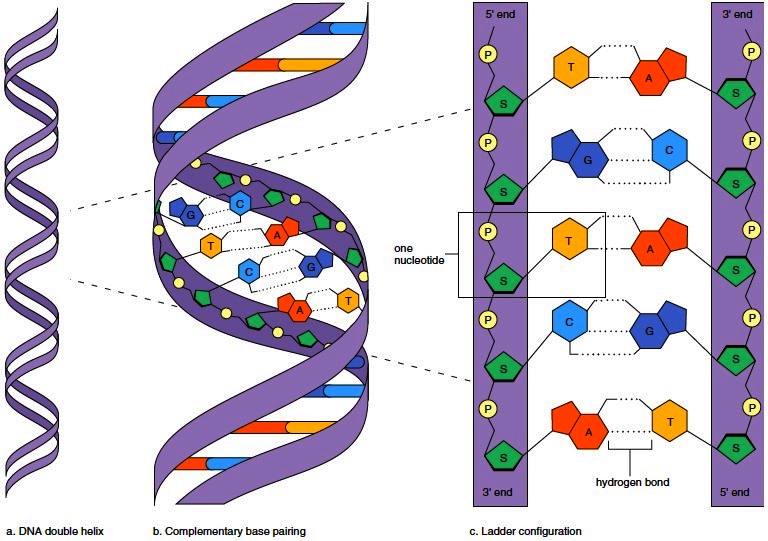 Overview of DNA structure